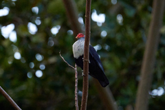 Alectroenas pulcherrimus