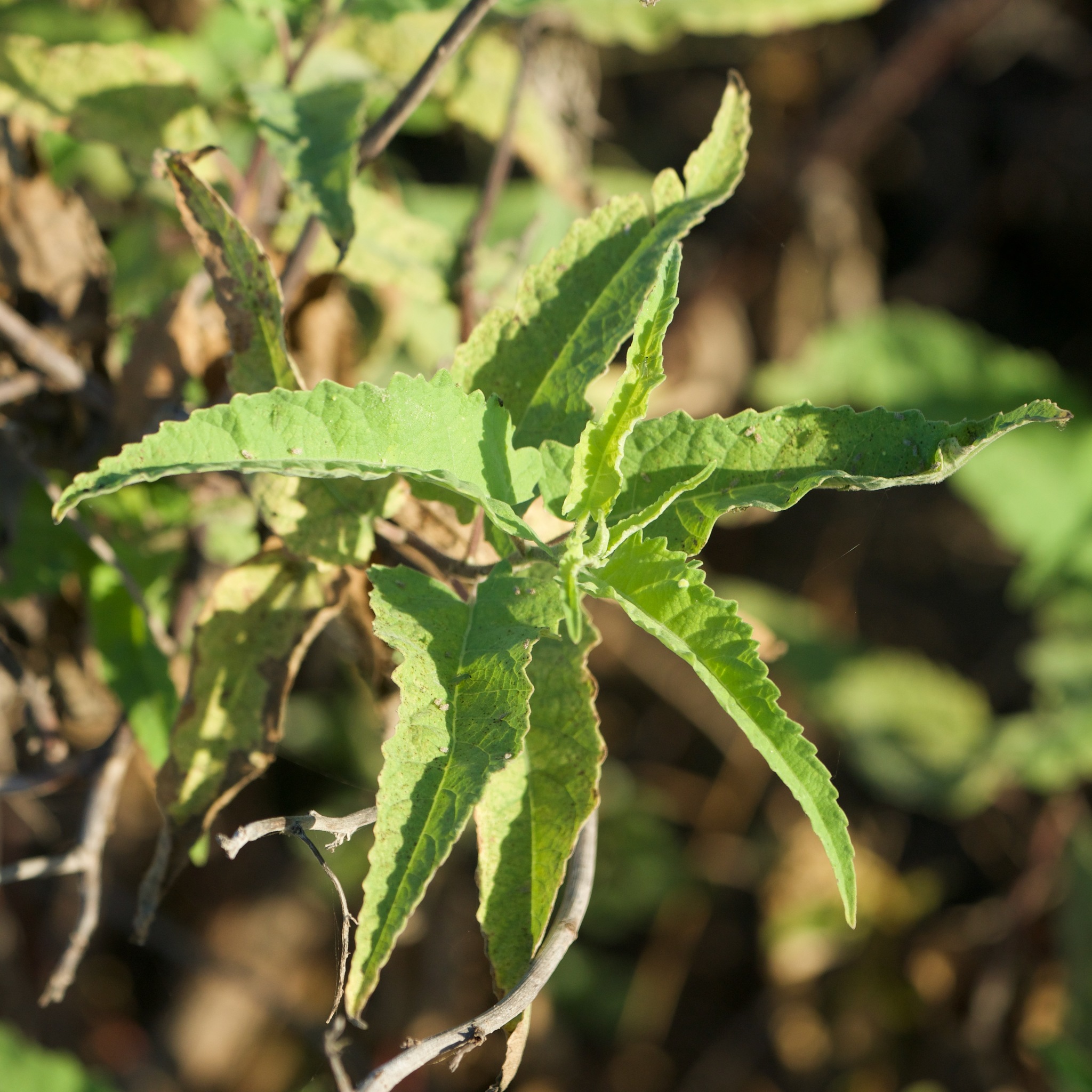 Ambrosia ambrosioides