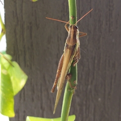 Schistocerca pallens