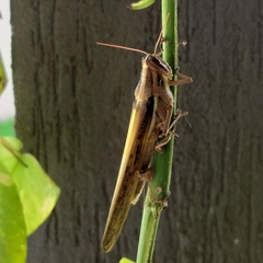 Schistocerca pallens