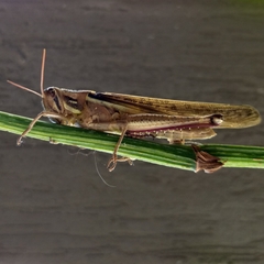 Schistocerca pallens