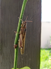 Schistocerca pallens