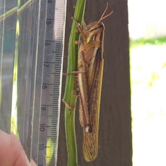 Schistocerca pallens