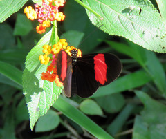 Heliconius erato hydara