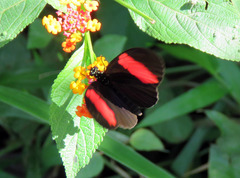 Heliconius erato hydara