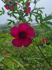 Hibiscus acetosella
