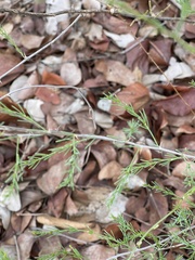Asparagus aspergillus