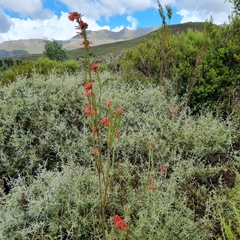 Erica cerinthoides