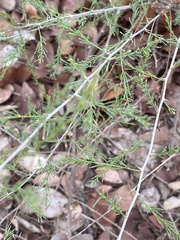 Asparagus aspergillus