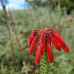 Erica cerinthoides