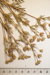 Potentilla bimundorum