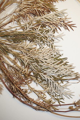 Potentilla bimundorum