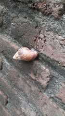 Lissachatina fulica