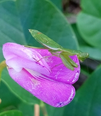 Callimantis
