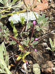 Epilobium minutum