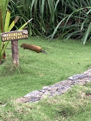 Dasyprocta ruatanica