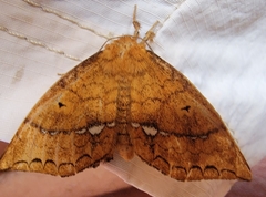 Prothysana felderi