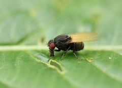 Minettia longipennis