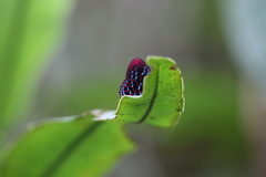 Paralaxita