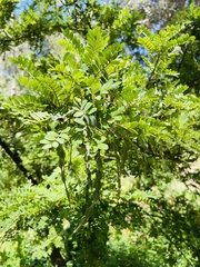 Sophora toromiro