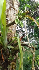 Catasetum integerrimum