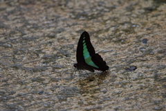 Graphium sarpedon luctatius