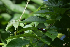 Moduza procris milonia