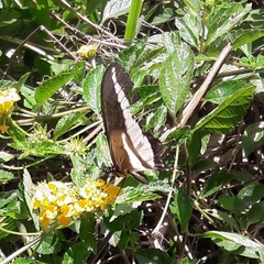 Heraclides hectorides