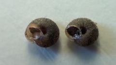 Xerotricha conspurcata