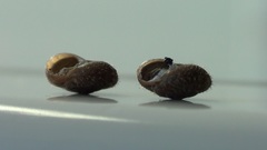 Xerotricha conspurcata