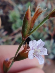 Limonium galilaeum