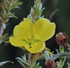 Ludwigia sericea