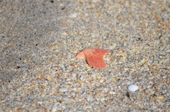 Caribachlamys sentis