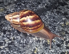 Lissachatina fulica