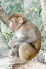 Macaca mulatta