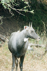 Boselaphus tragocamelus