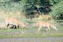 Boselaphus tragocamelus