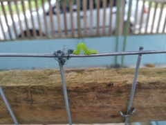Lepidoptera