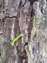 Lepidoptera