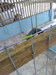 Lepidoptera