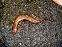 Eutropis multifasciata