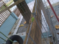 Lepidoptera