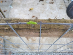 Lepidoptera