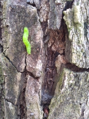 Lepidoptera