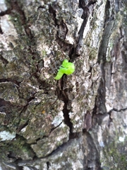 Lepidoptera