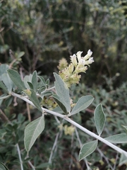 Psoralea striata