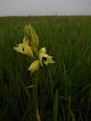 Eulophia welwitschii