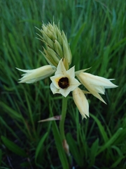 Eulophia welwitschii