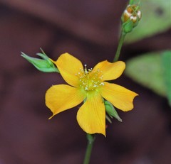 Hypericum lorentzianum