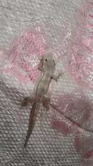 Hemidactylus platyurus